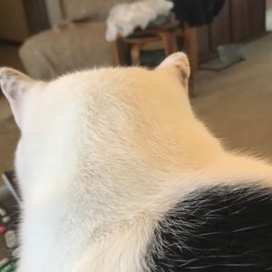 Meet your Posher, Darcie